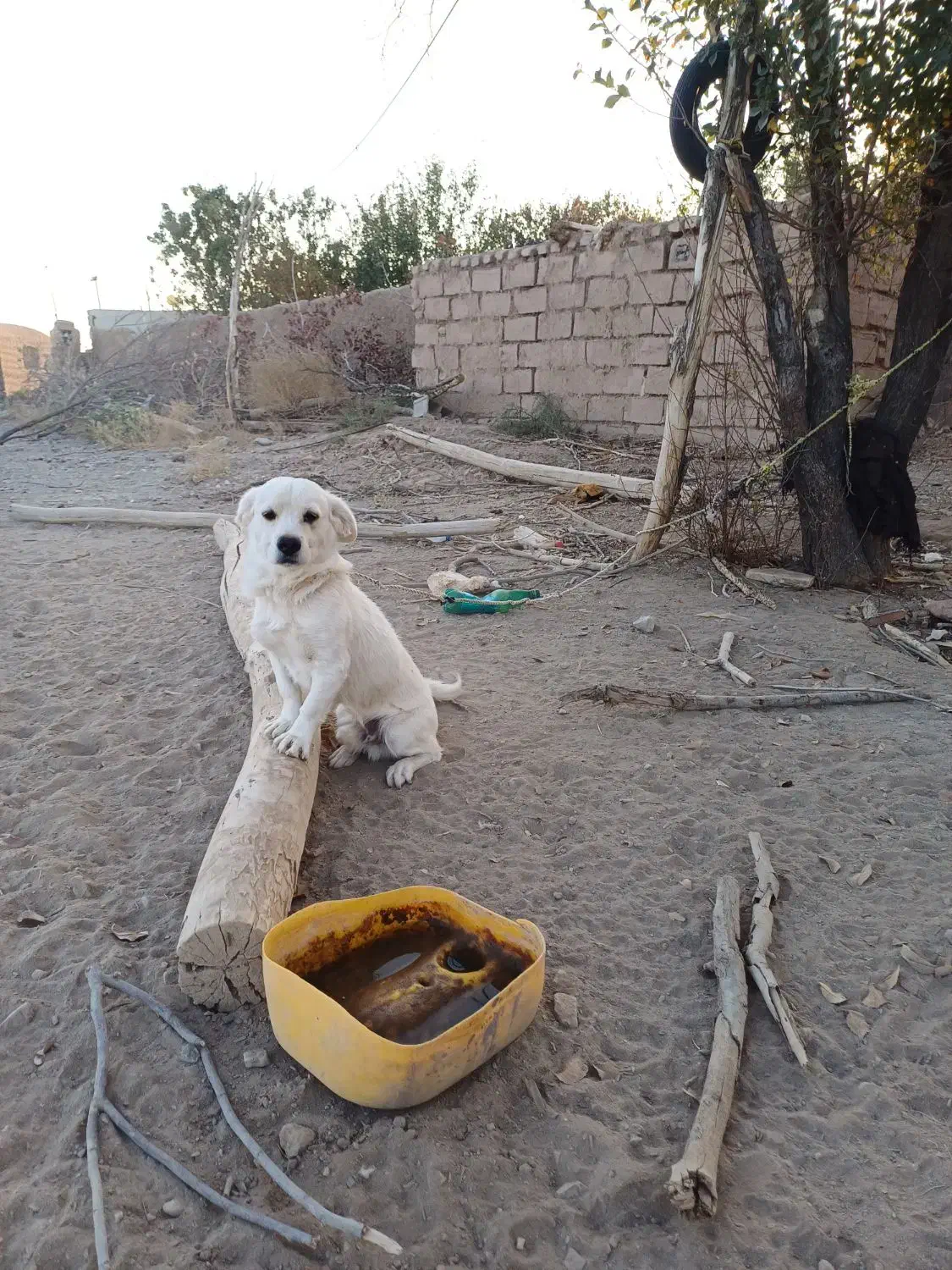 سگ خانگی|سگ|سیرجان, |دیوار