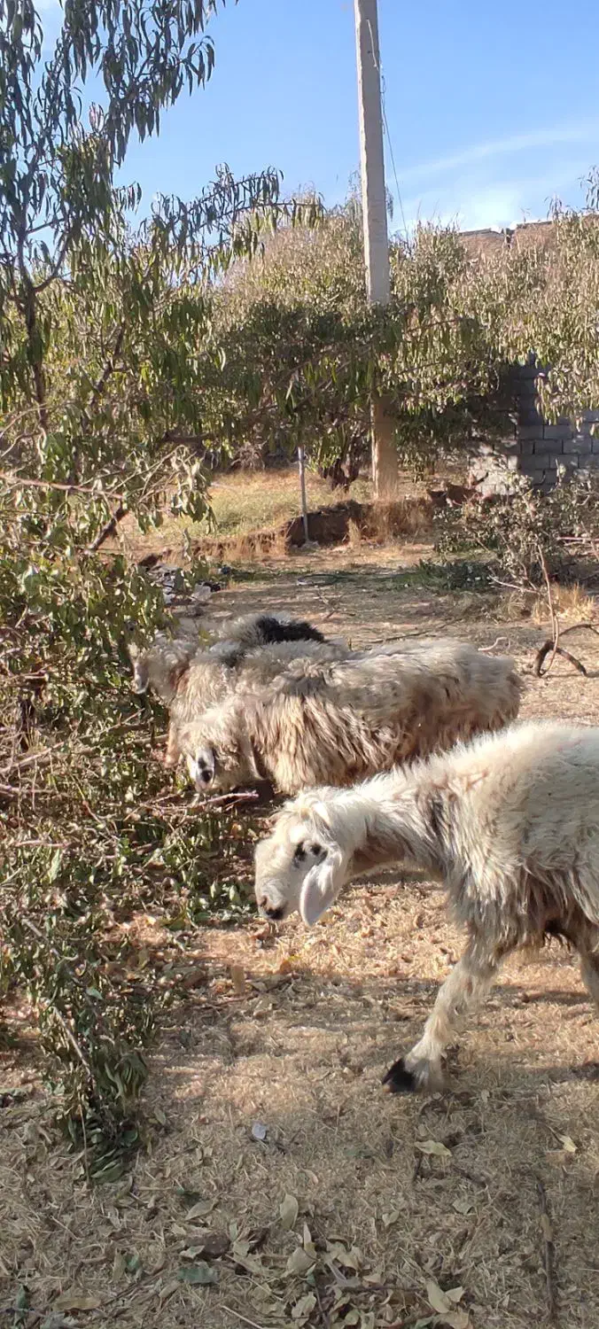 گوسفند میش|حیوانات مزرعه|شهرکرد, |دیوار