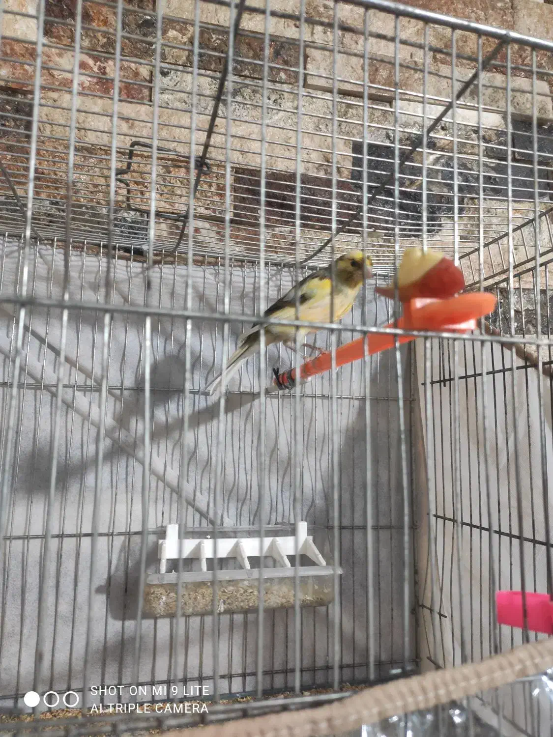 قناری مست شلاقی|پرنده|مشهد, کوی ولیعصر|دیوار