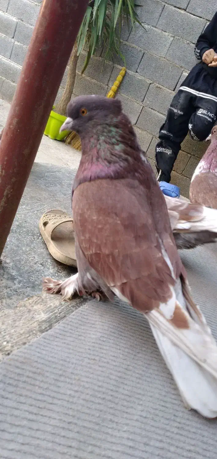 کبوتر سرخ|پرنده|فاضل آباد, |دیوار