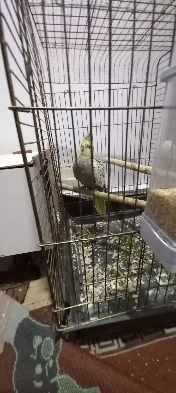 عروس هلندی سر تخم|پرنده|مسجد سلیمان, |دیوار