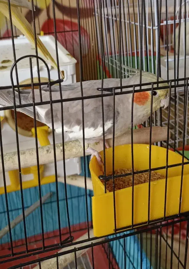 فروش یک عدد عروس هلندی سخنگو|پرنده|بهبهان, |دیوار