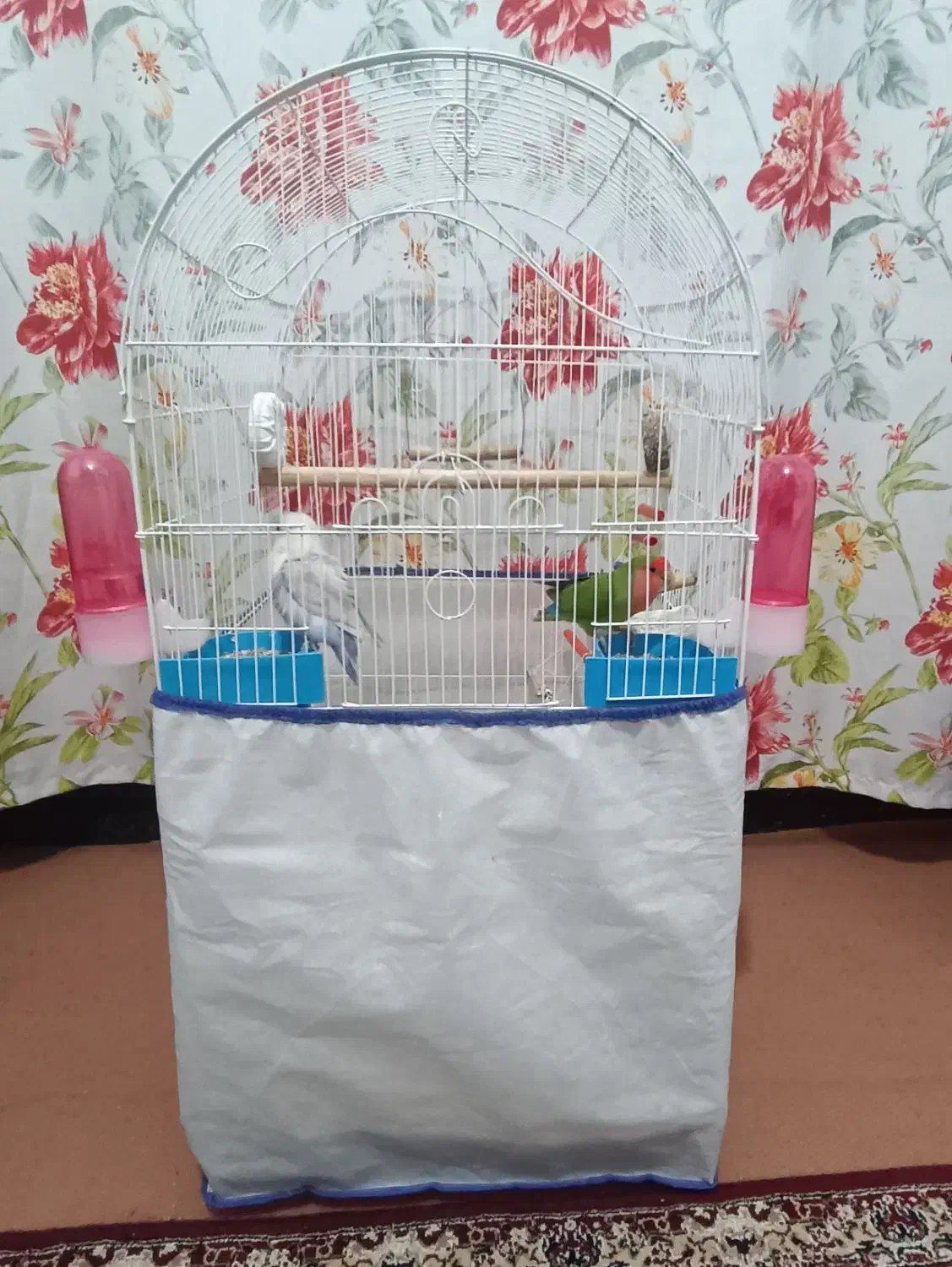 واگذاری دو عدد طوطی برزیلی مولد|پرنده|کرمانشاه, |دیوار