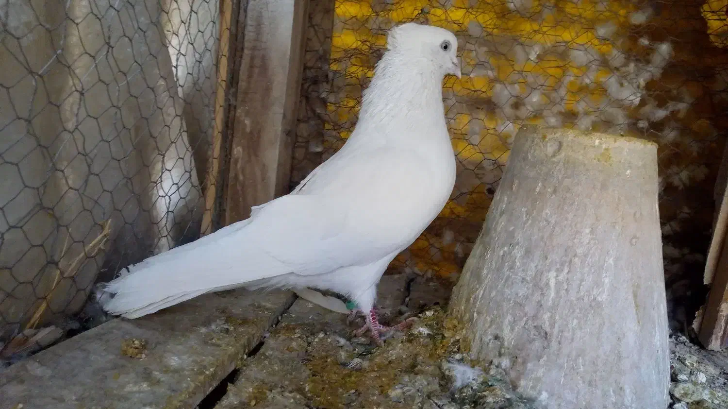 سفید کاکلی نر|پرنده|فلاورجان, |دیوار