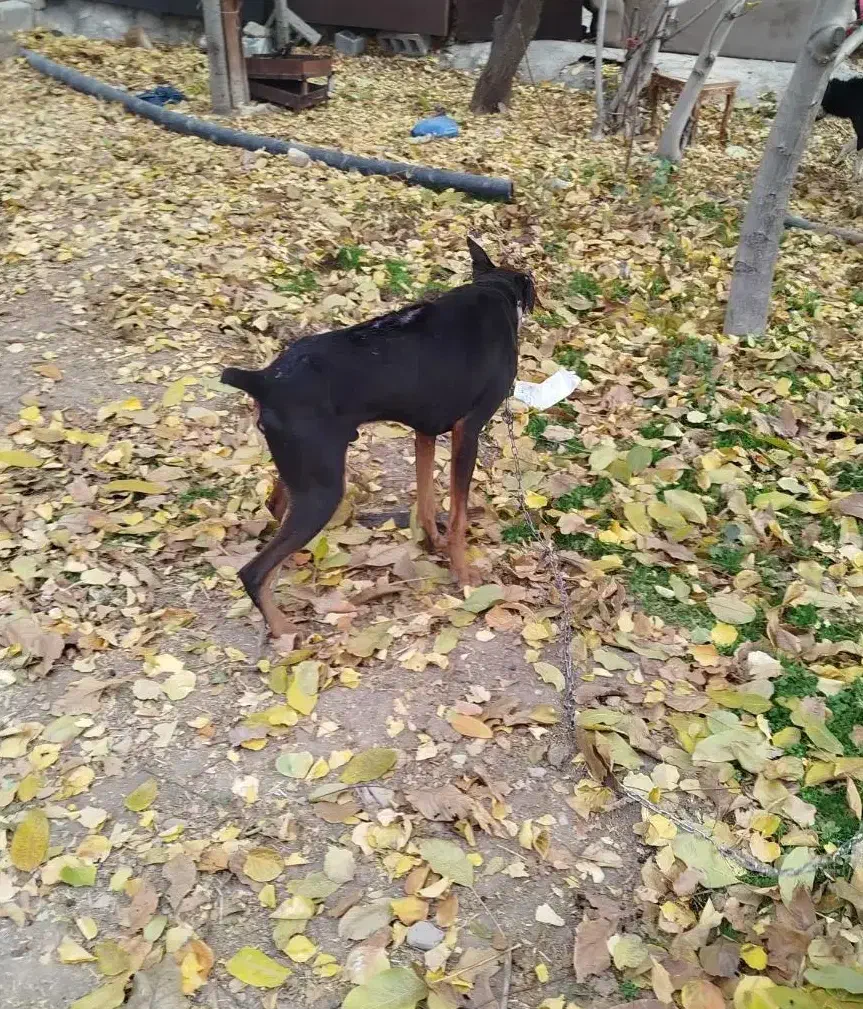 واگذاری سگ دوبرمن|سگ|بیلوار, |دیوار