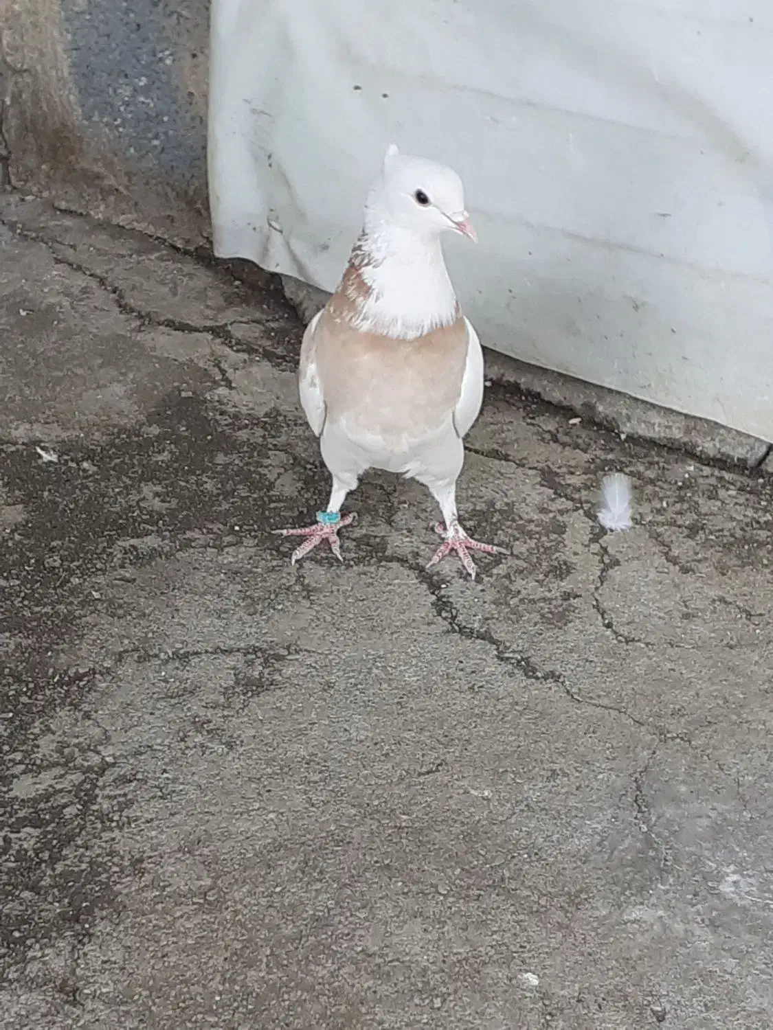 کفترطلافقط400ت|پرنده|باغستان, |دیوار