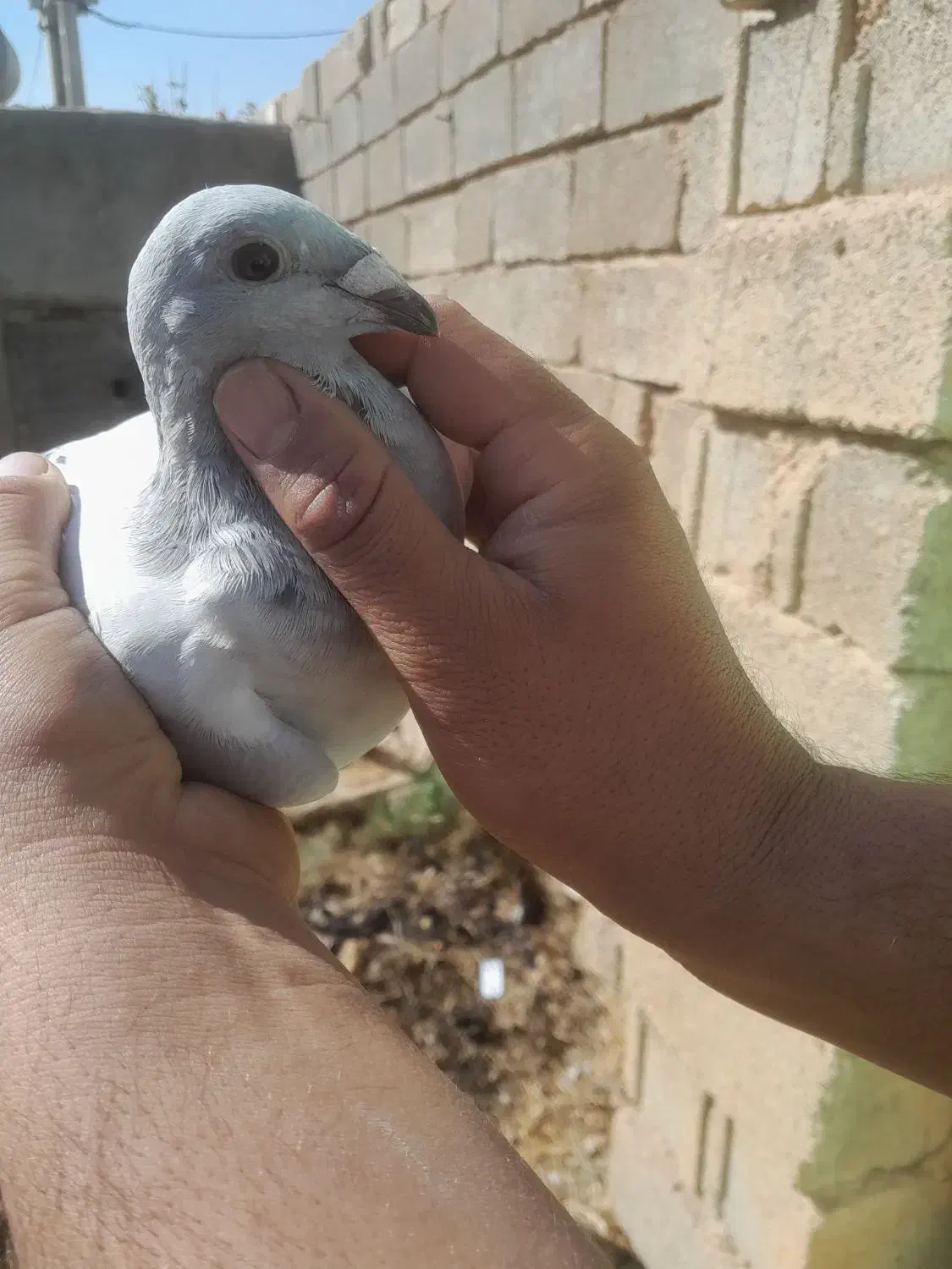 ماده شامی‌ دلبر|پرنده|شیراز, دشت چنار|دیوار