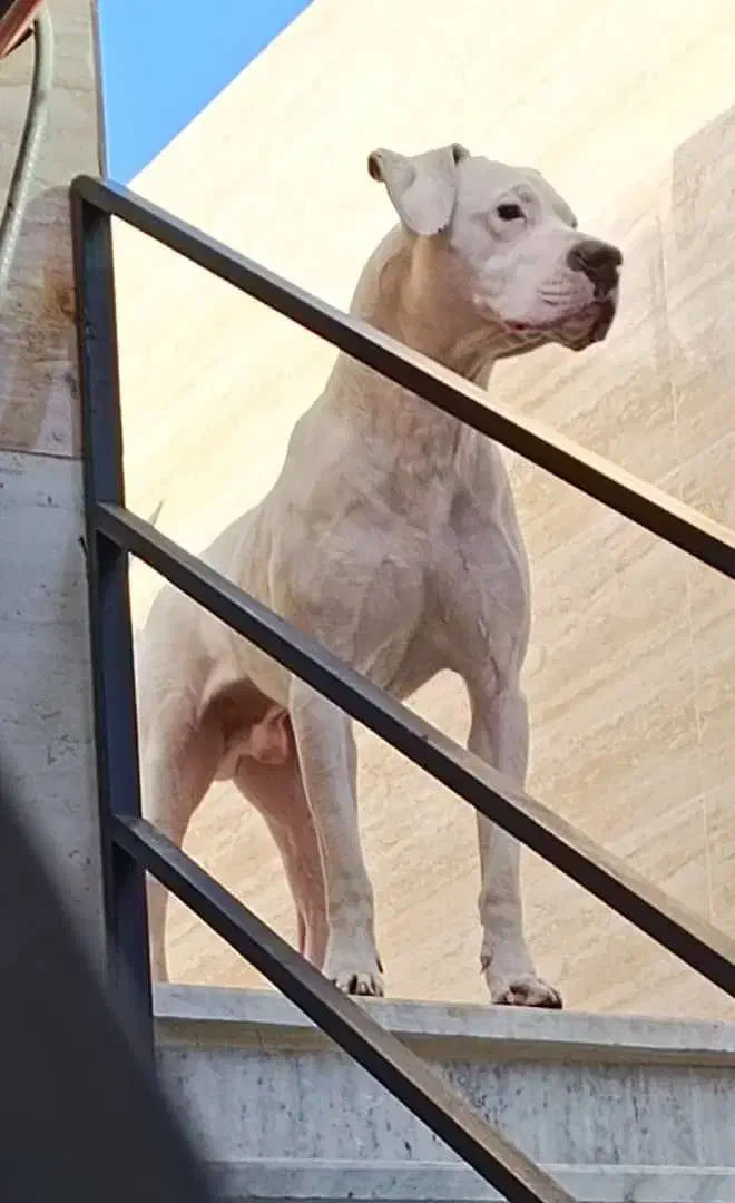 سگ داگو آرژانتینو|سگ|کرمانشاه, |دیوار