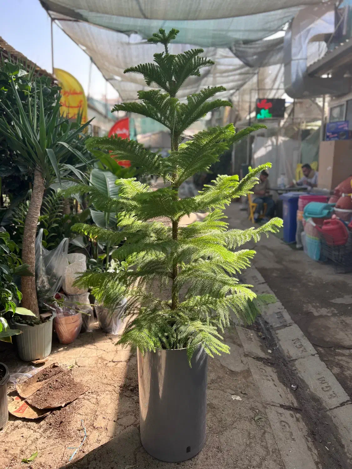 گل و گیاه بونسای فضای سبز بازار گل|گل و گیاه طبیعی|تهران, آهنگ|دیوار