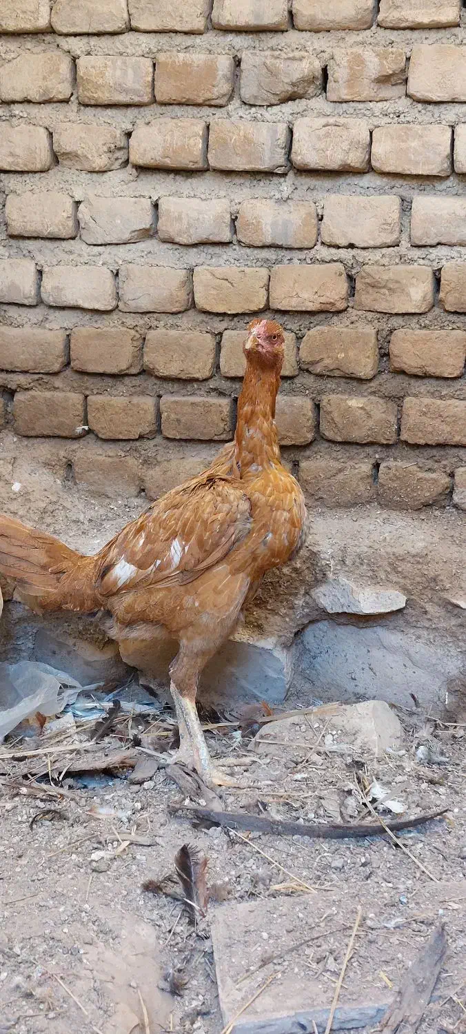 مرغ|حیوانات مزرعه|مهران (ایلام), |دیوار