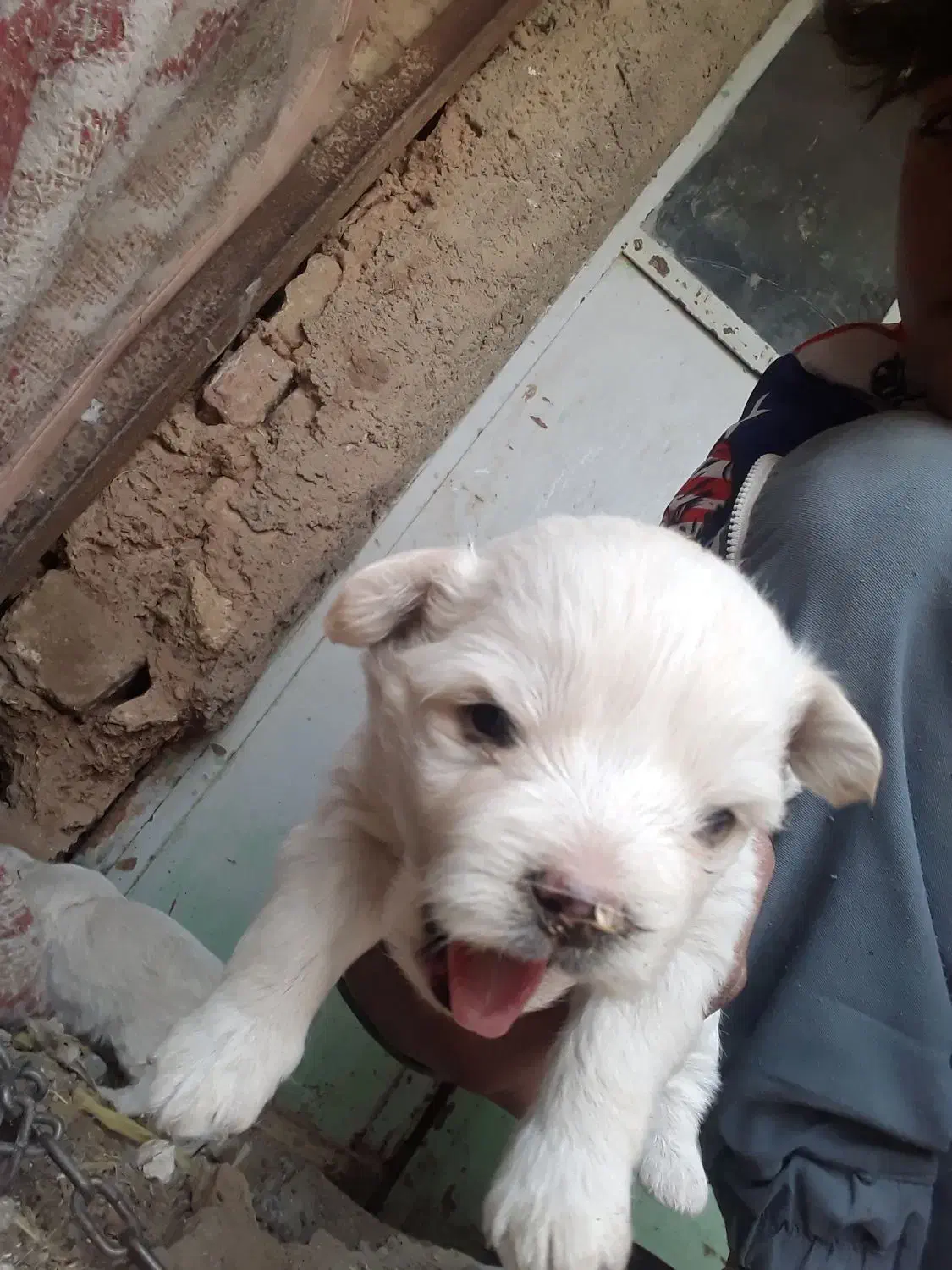 توله پاکوتاه|سگ|کنگاور, |دیوار