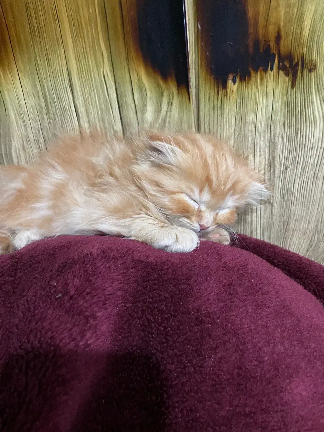 گربه|گربه|زرند, |دیوار