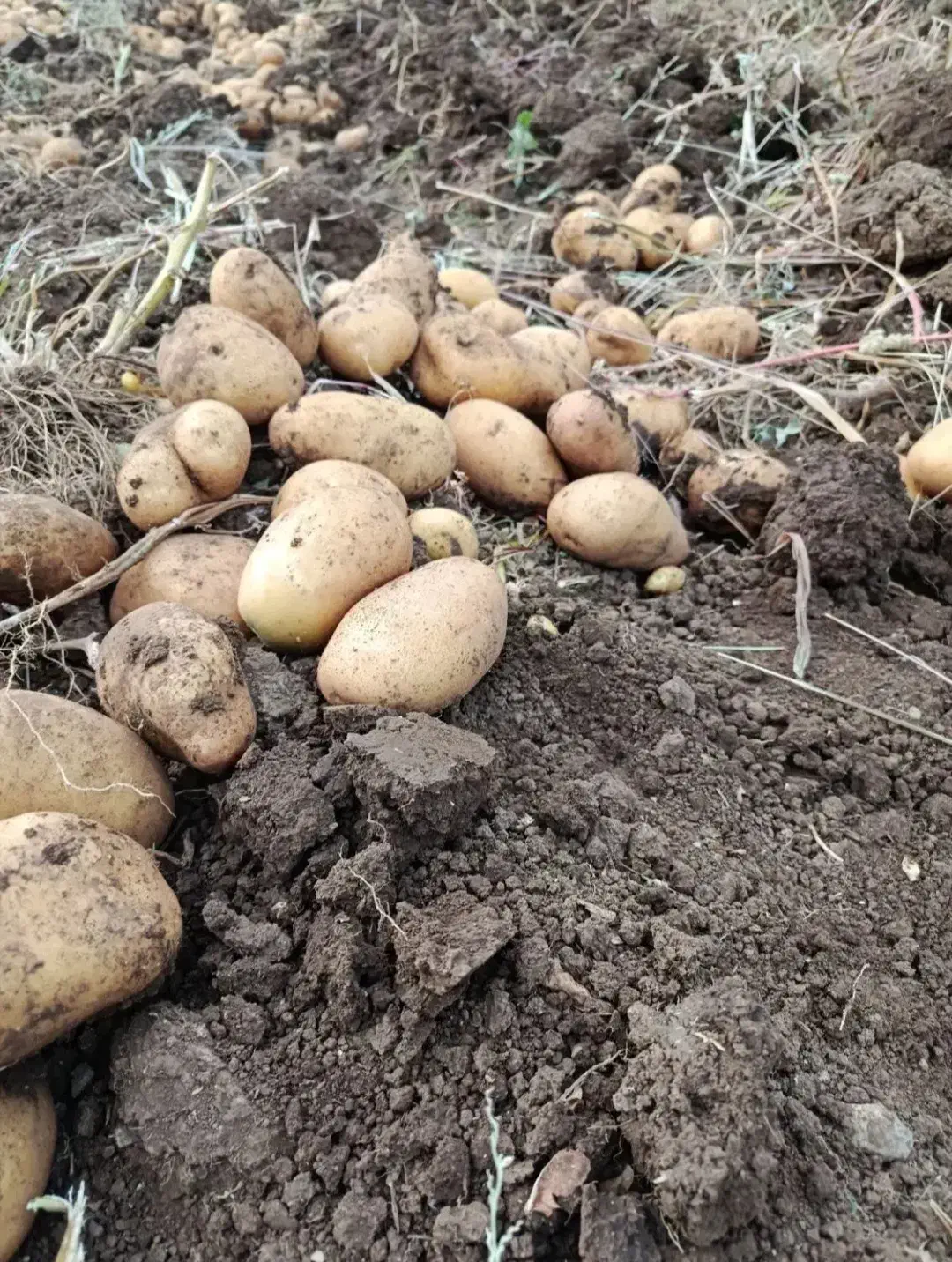 فروش سیب زمینی|حراج|تهران, شهرک کوهسار|دیوار