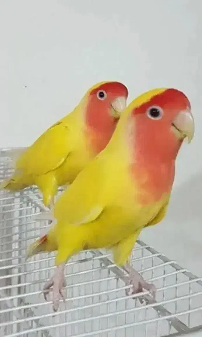 جوجه عروس هلندی البینو و کوتوله|پرنده|نطنز, |دیوار