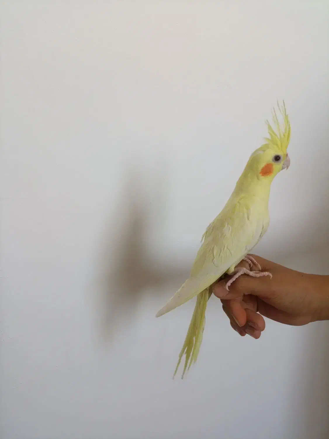 عروس هلندی لوتینو|پرنده|همدان, |دیوار