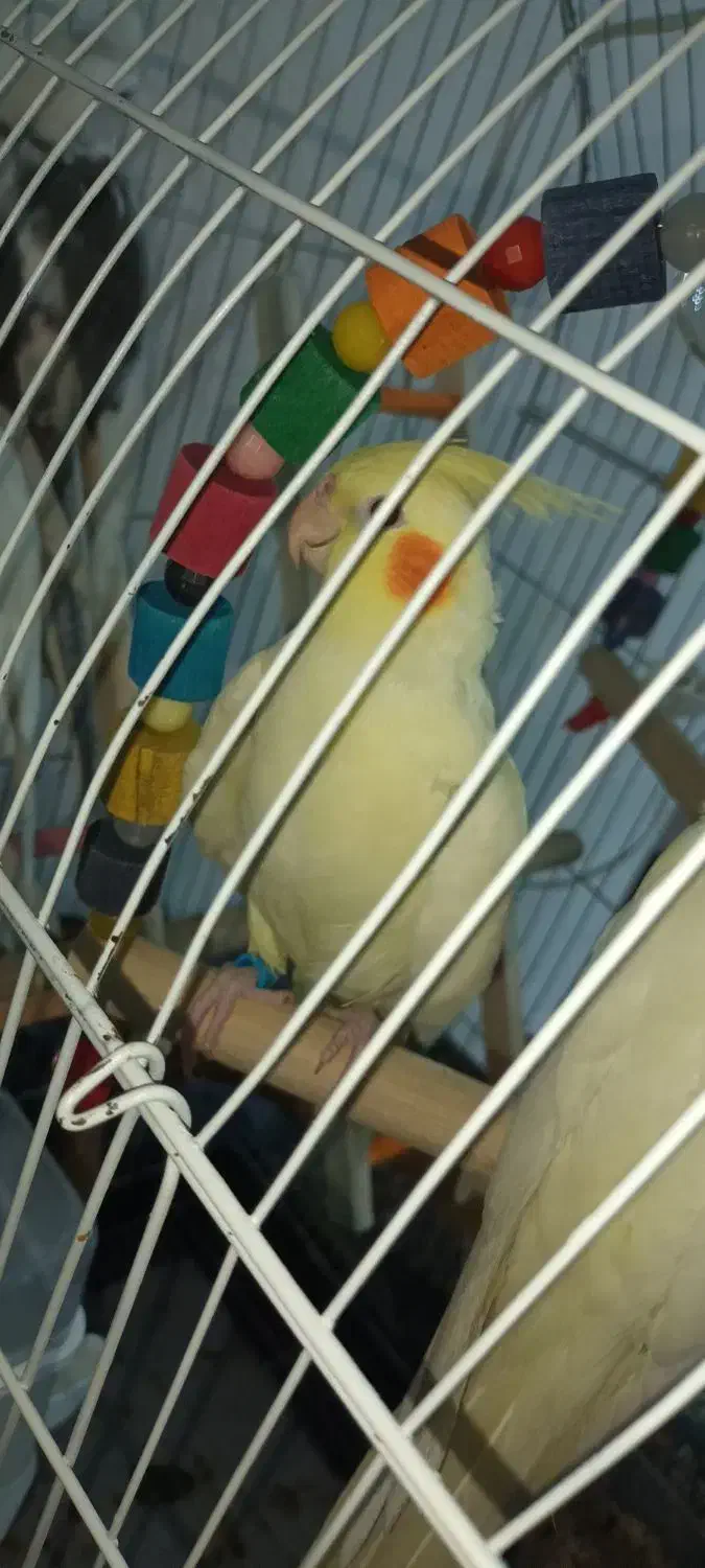 عروس هلندی لوتینو نر|پرنده|اسلامشهر, شهرک مهدیه|دیوار