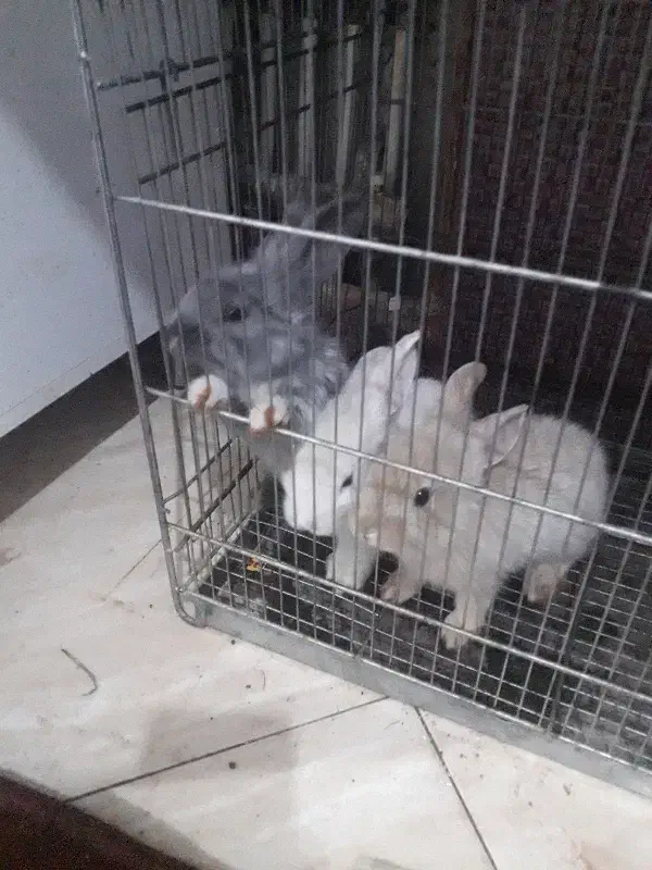 بجه  خرگوش|موش و خرگوش|گلبهار, شهر جدید گلبهار|دیوار