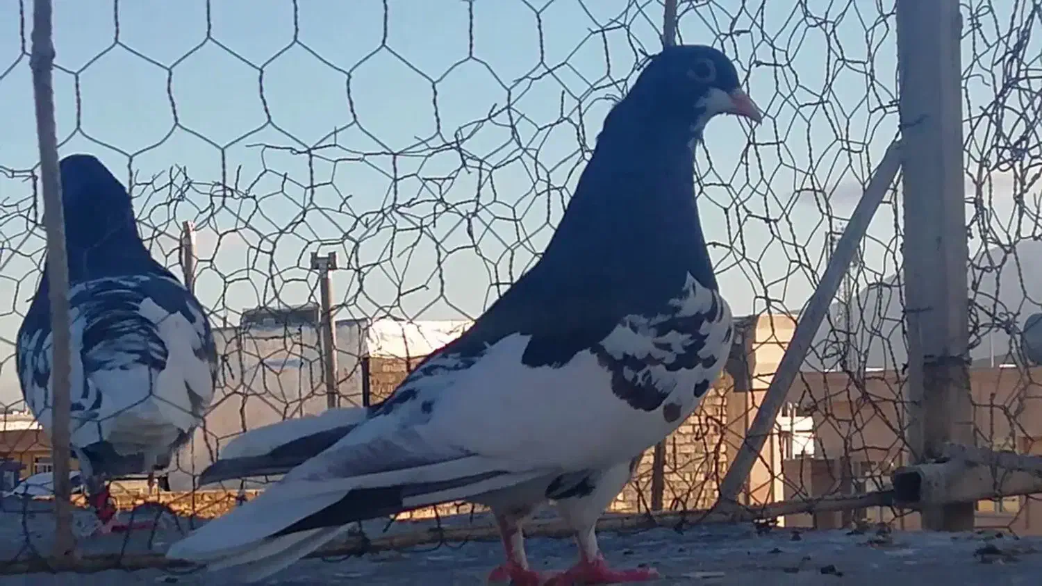 شهری ماده گلدار|پرنده|شیراز, کوشک میدان|دیوار