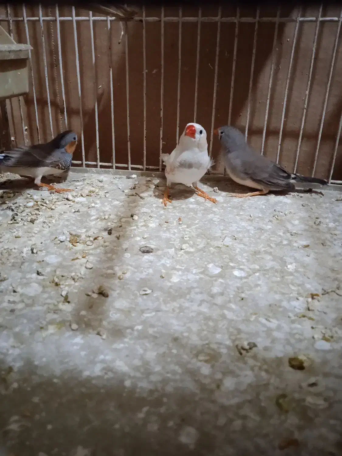 فنج|پرنده|بومهن, |دیوار