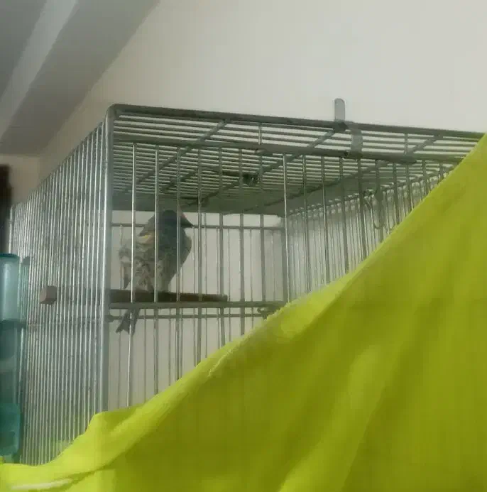 سره گل بسر جفتی قناری هر رنگ و هر سایز تو دست بخون|پرنده|تهران, مجیدآباد|دیوار