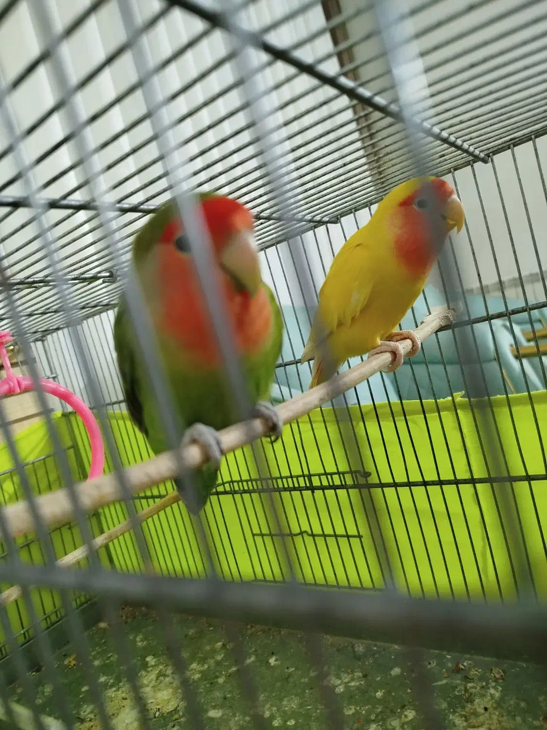 دو عدد طوطی برزیلی بدون قفس|پرنده|محمدشهر, شهرک پیام (مهرالبرز)|دیوار