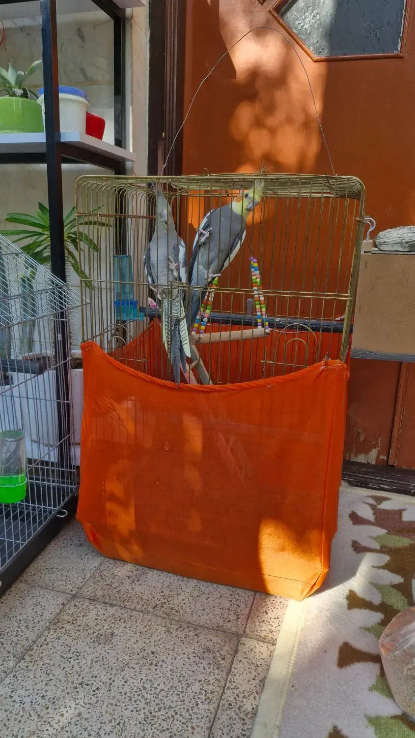 دو عدد عروس هلندی با دو جوجه بزرگ|پرنده|خوی, |دیوار