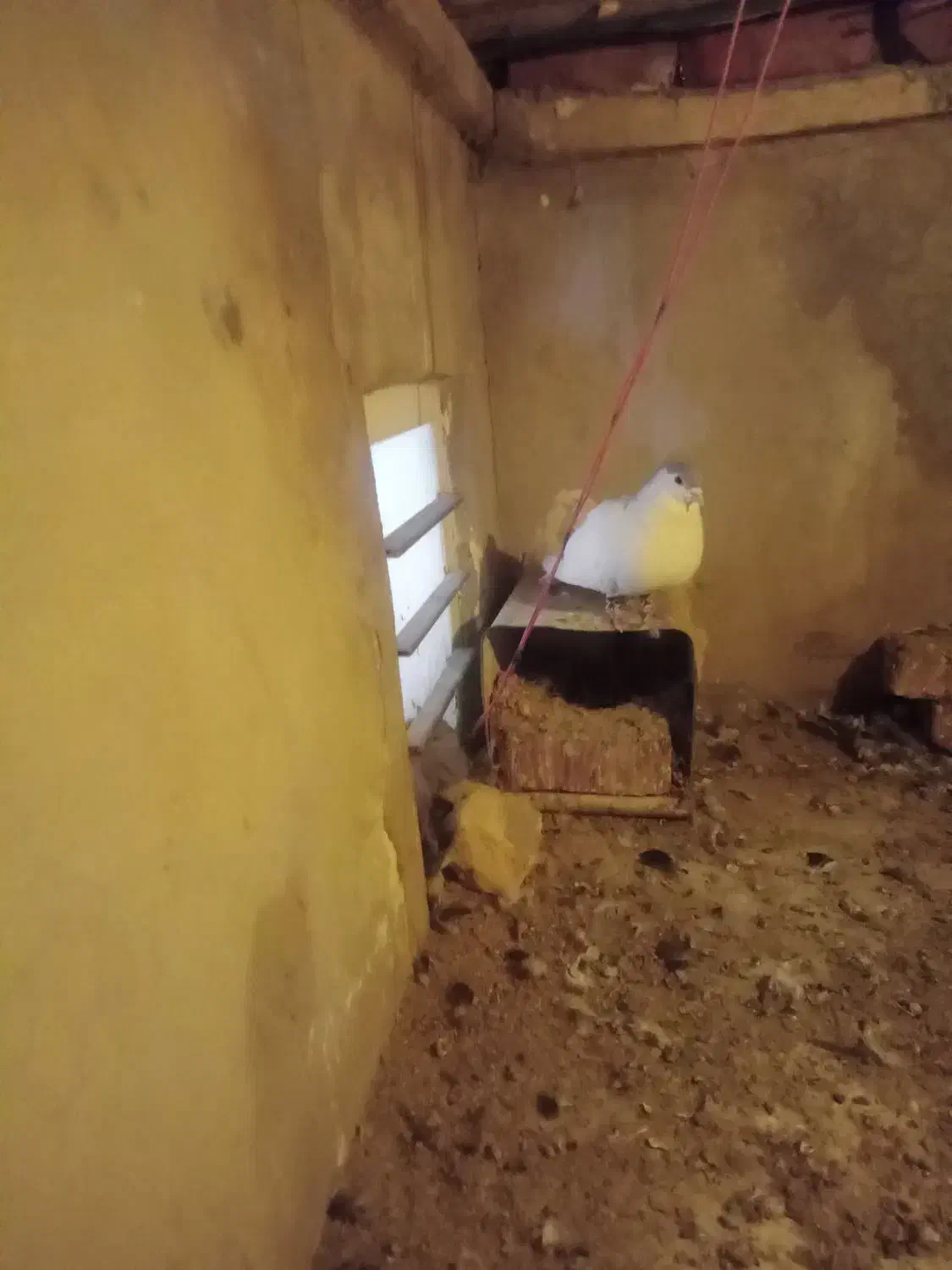 نر چپ الماسی شقه|پرنده|کرمان, |دیوار