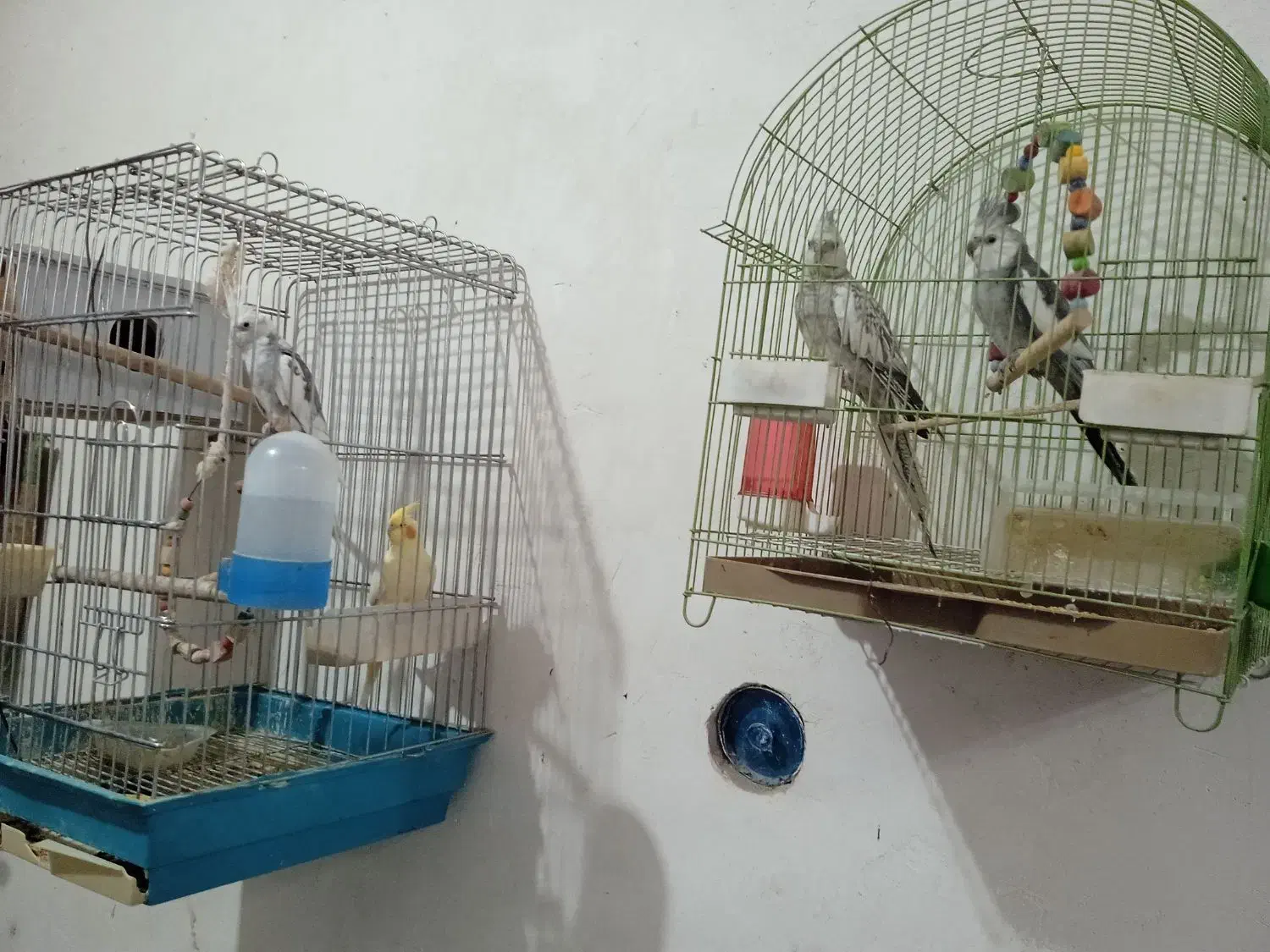 عروس هلندی|پرنده|پیرانشهر, |دیوار