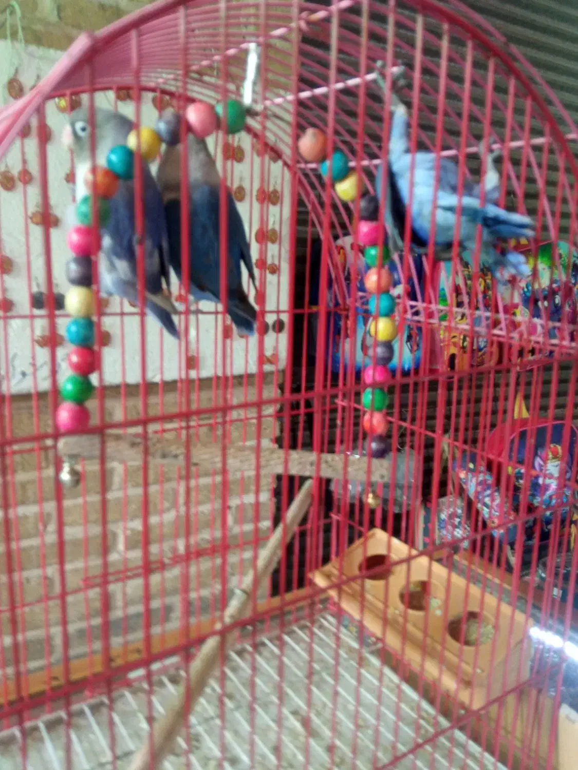 کوتوله برزیلی نروماده|پرنده|اصفهان, شهشهان|دیوار