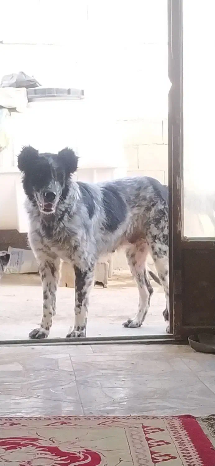 واگذاری ماده بومی شکم پر|سگ|فلاورجان, |دیوار