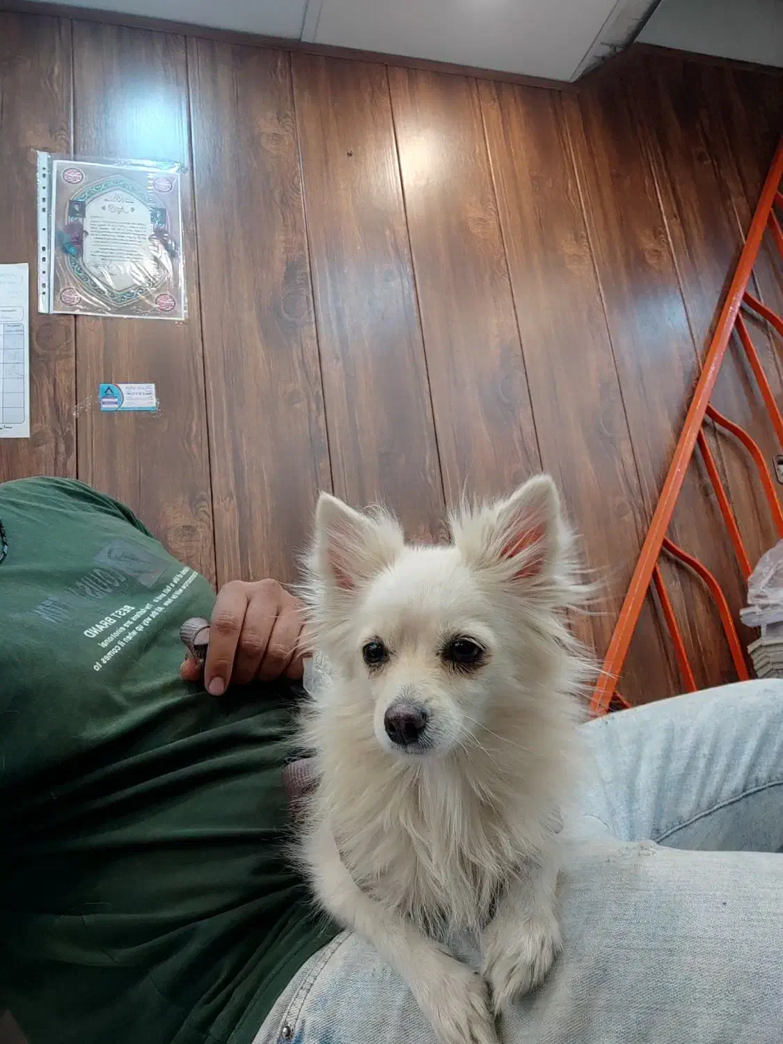 سگ پامر آشپیتز|سگ|جهرم, |دیوار