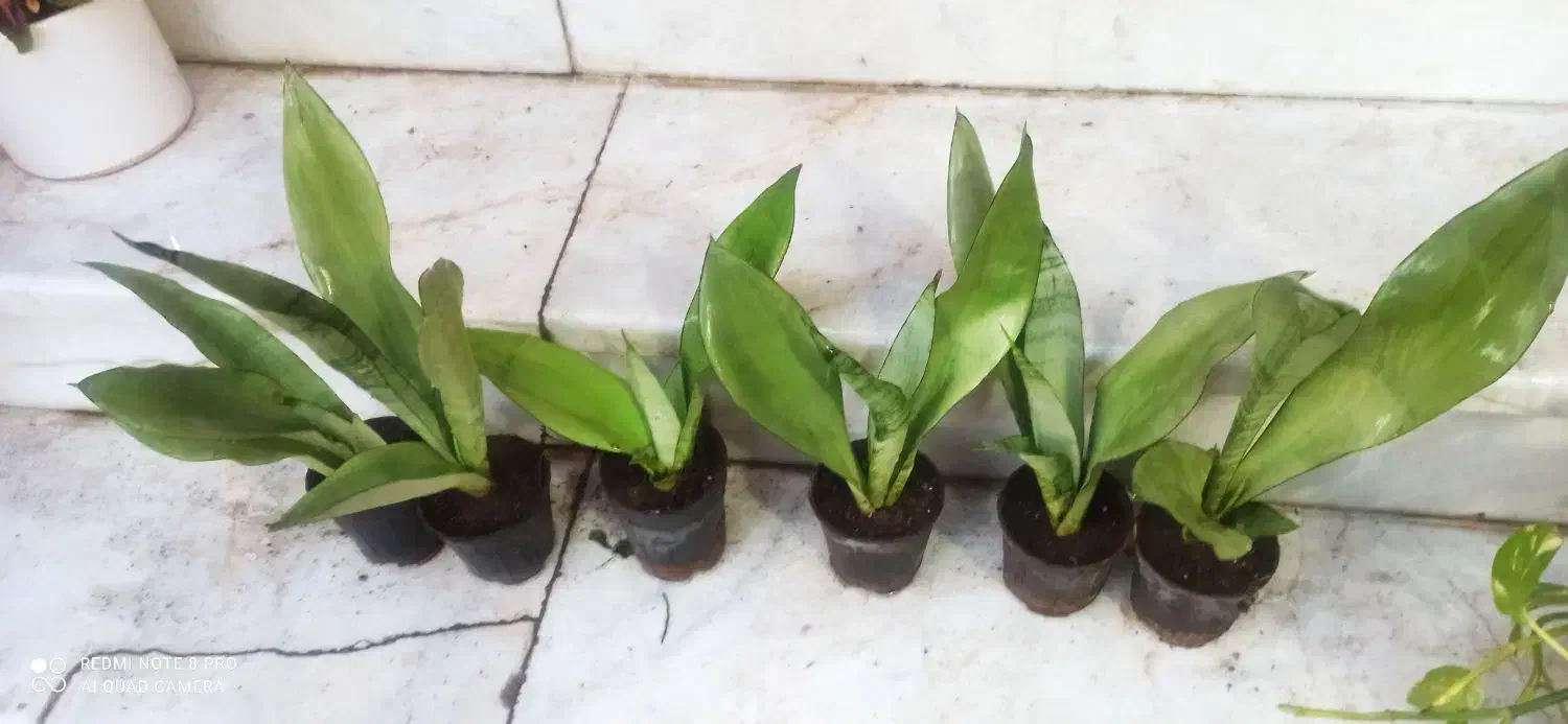 گل و گیاه|گل و گیاه طبیعی|دیلم, |دیوار