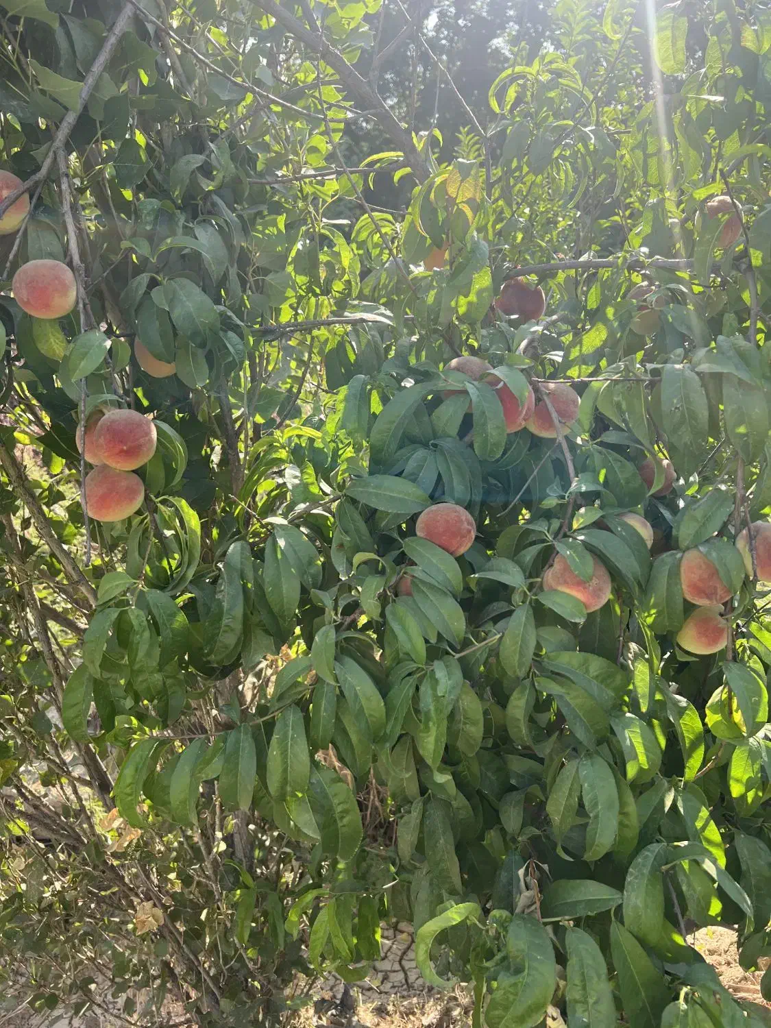 ۳۰۰ متری (صفا)درشاهجعفری|فروش زمین و ملک کلنگی|چهاردانگه (تهران), |دیوار