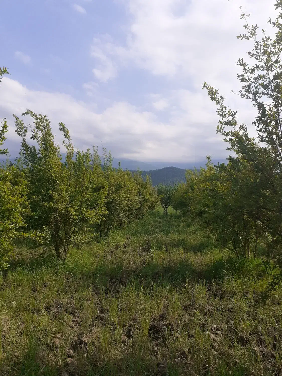 باغ در بنکلاته|فروش دفتر صنعتی، کشاورزی، تجاری|کردکوی, |دیوار