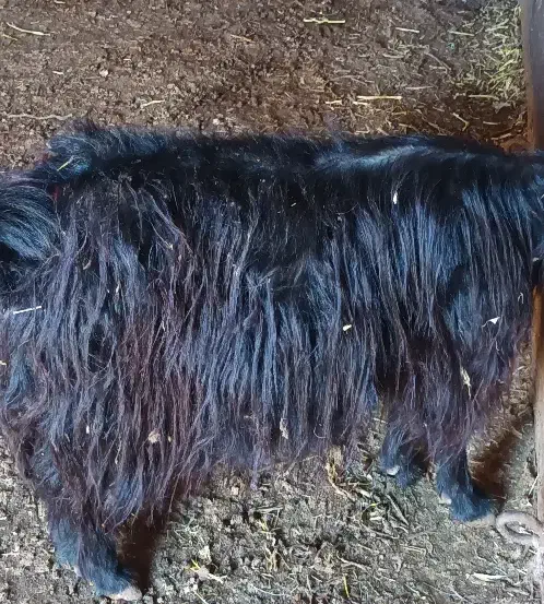 ۲۲راس بز بوغاز|حیوانات مزرعه|اردبیل, |دیوار