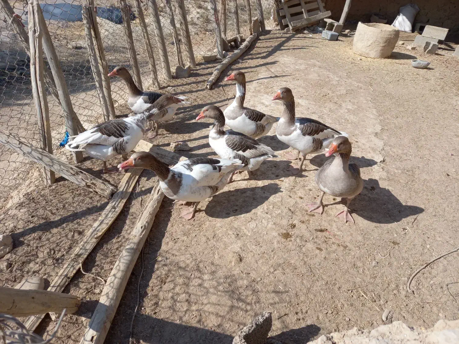 سلام ۷ غاز برای فروش دارم|حیوانات مزرعه|رامشیر, |دیوار