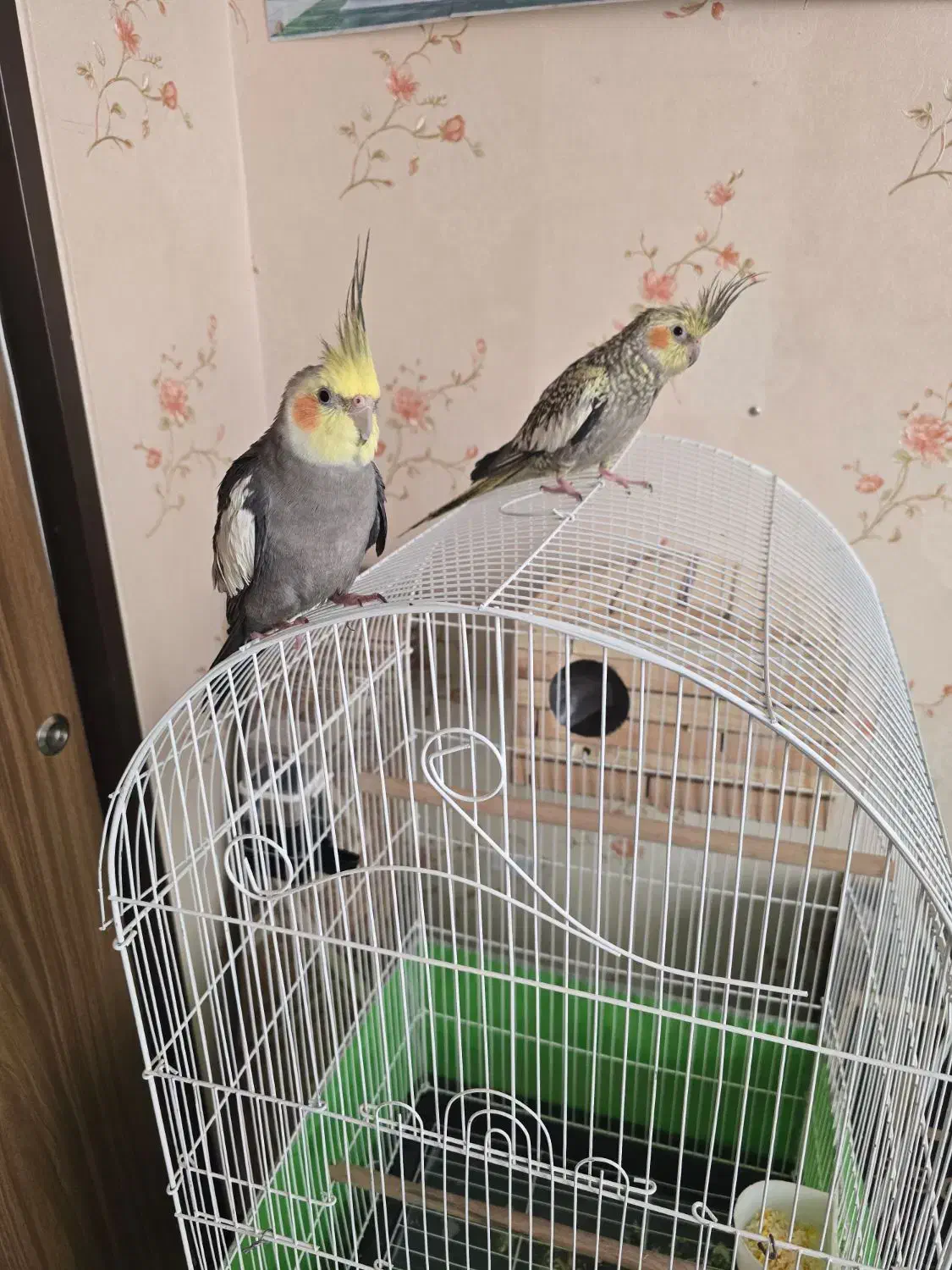 پرنده عروس هلندی|پرنده|تهران, توحید|دیوار