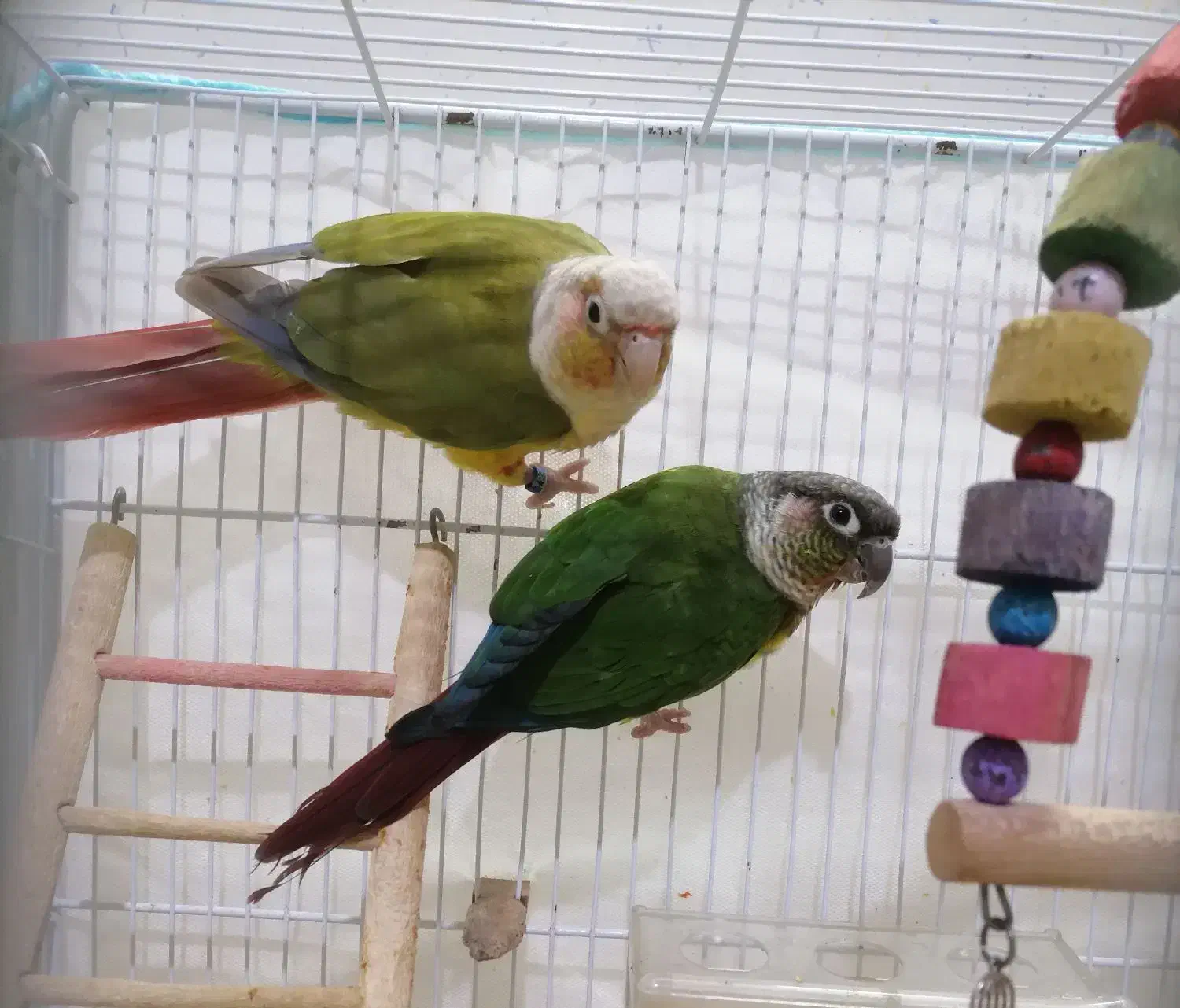 گرینچیک مولد آماده|پرنده|بجنورد, |دیوار