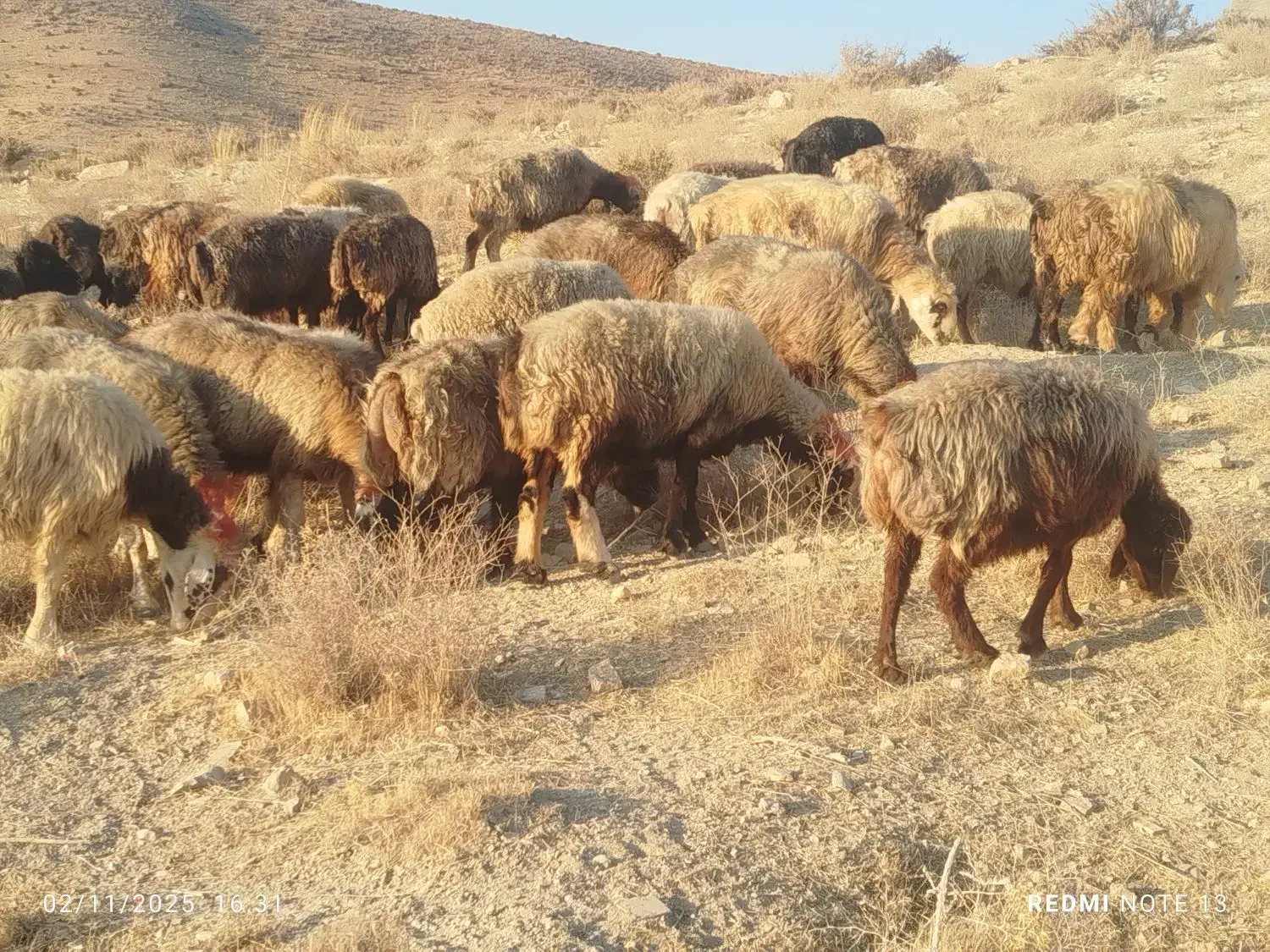 50راس میش آبستن ترکی یک دست جوان با 1قوچ|حیوانات مزرعه|شیراز, احمدآباد|دیوار