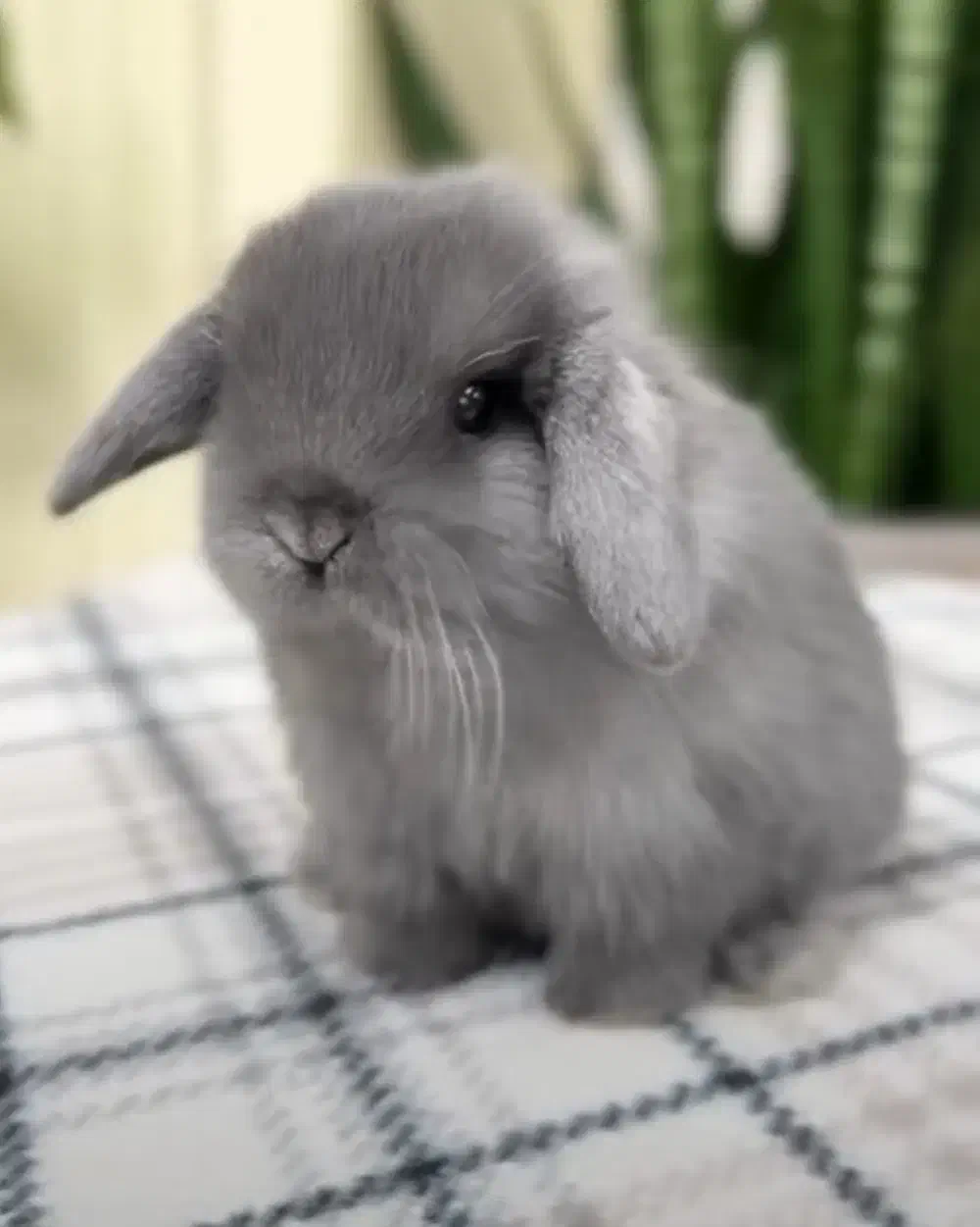 کلینیک تخصصی خرگوش مینی لوپ مینیاتوری با کارتکس|موش و خرگوش|اصفهان, جامی|دیوار