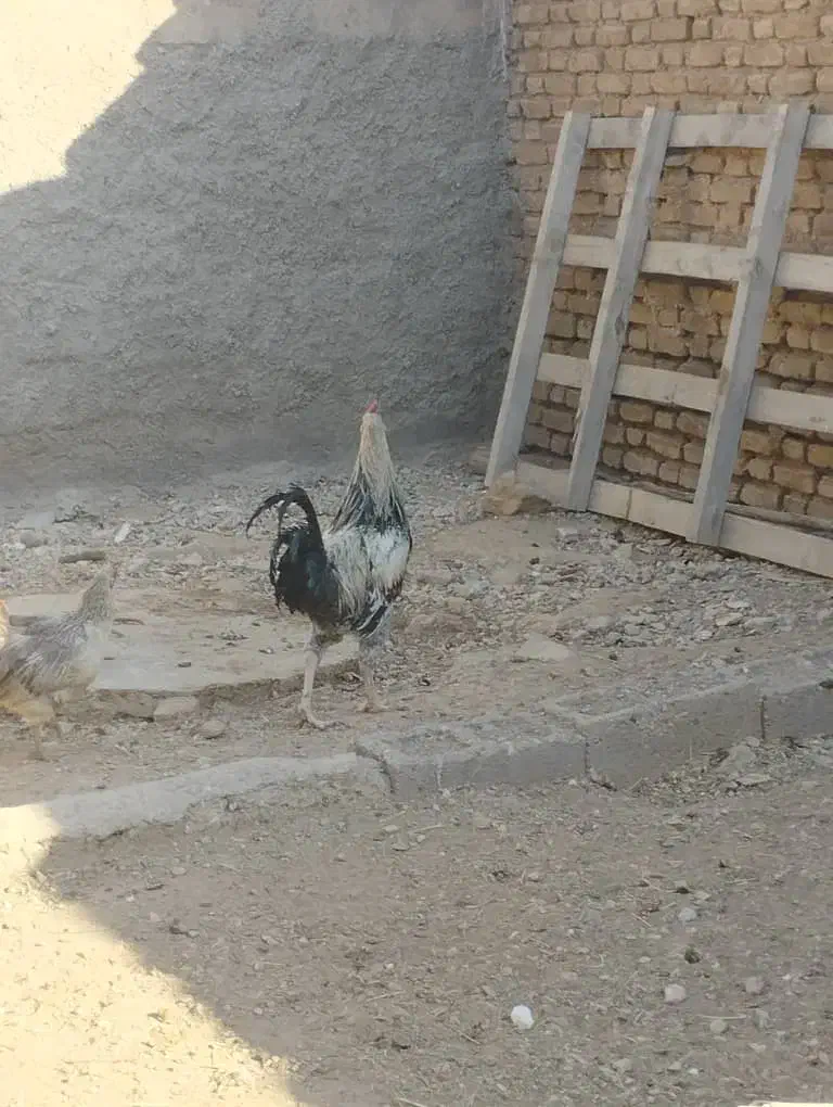 خروس لاری|حیوانات مزرعه|فسا, |دیوار