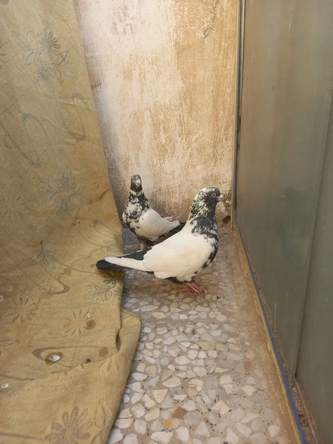 سینه دمسیاه زغالی عطیقه|پرنده|تهران, یافتآباد|دیوار