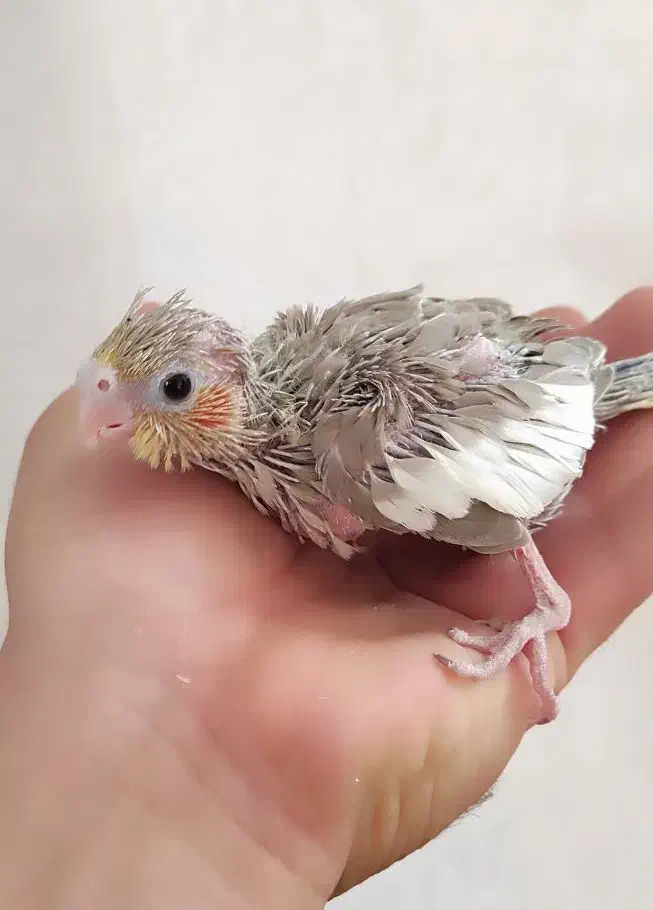 جوجه عروس هلندی و کوتوله|پرنده|قم, حنیف نژاد|دیوار