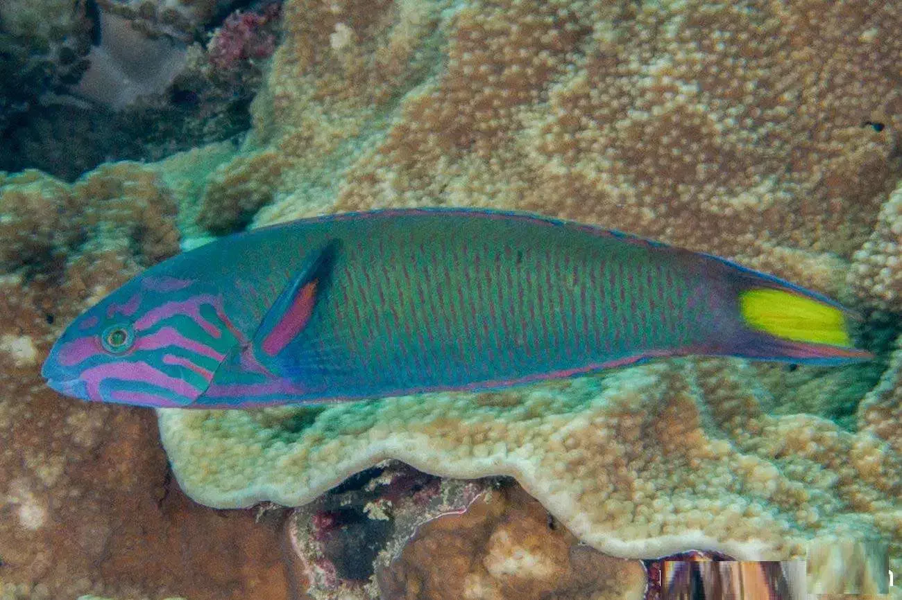 راس سبز خلیجی ابشور|ماهی|بندرعباس, |دیوار