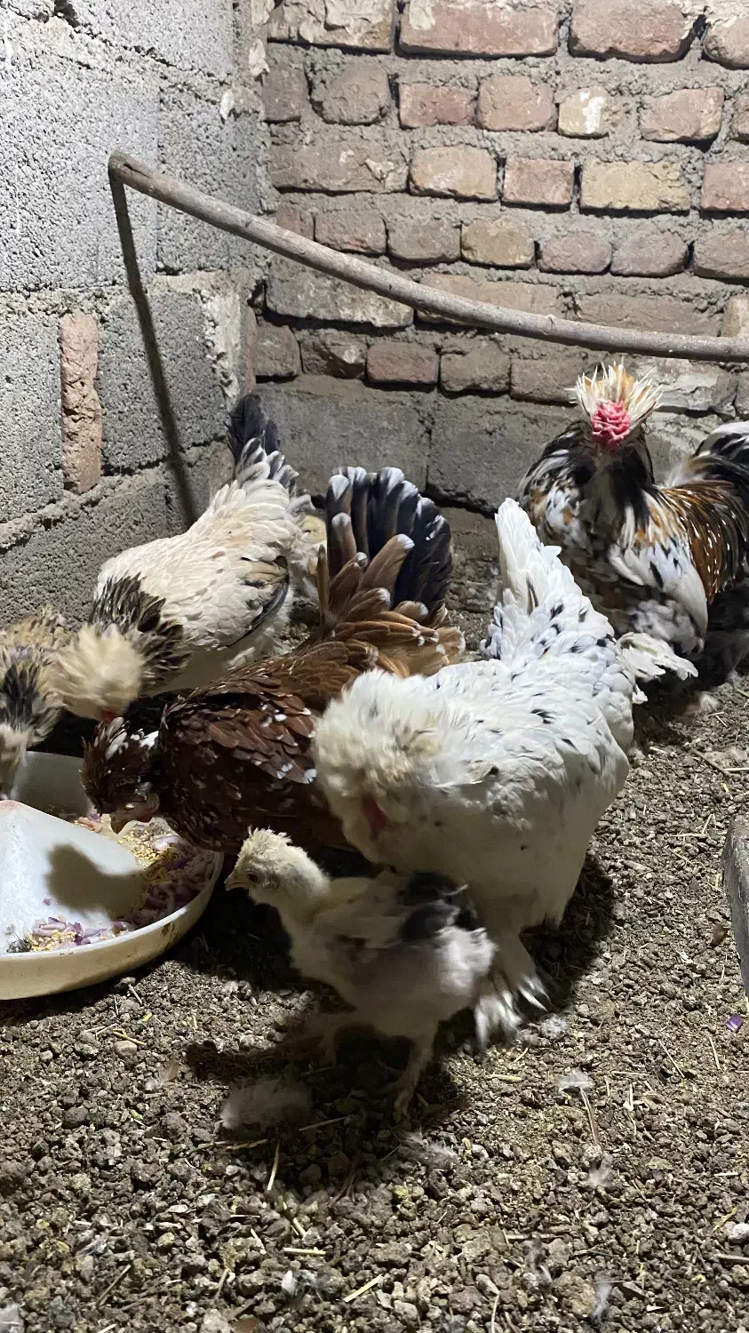 تخم نطفه دار پاکوتاه|حیوانات مزرعه|نوشین شهر, |دیوار