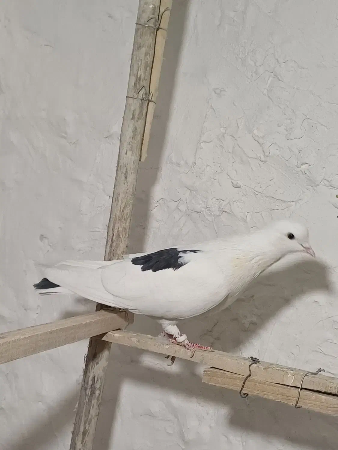 ی نر لک دوش|پرنده|شهریار, شهریار|دیوار