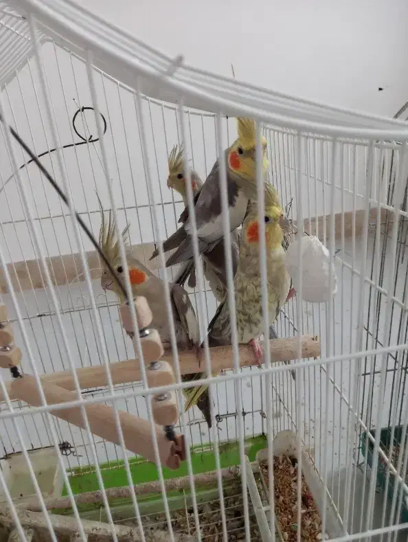 طوطی عروس ماده|پرنده|آستانه اشرفیه, |دیوار