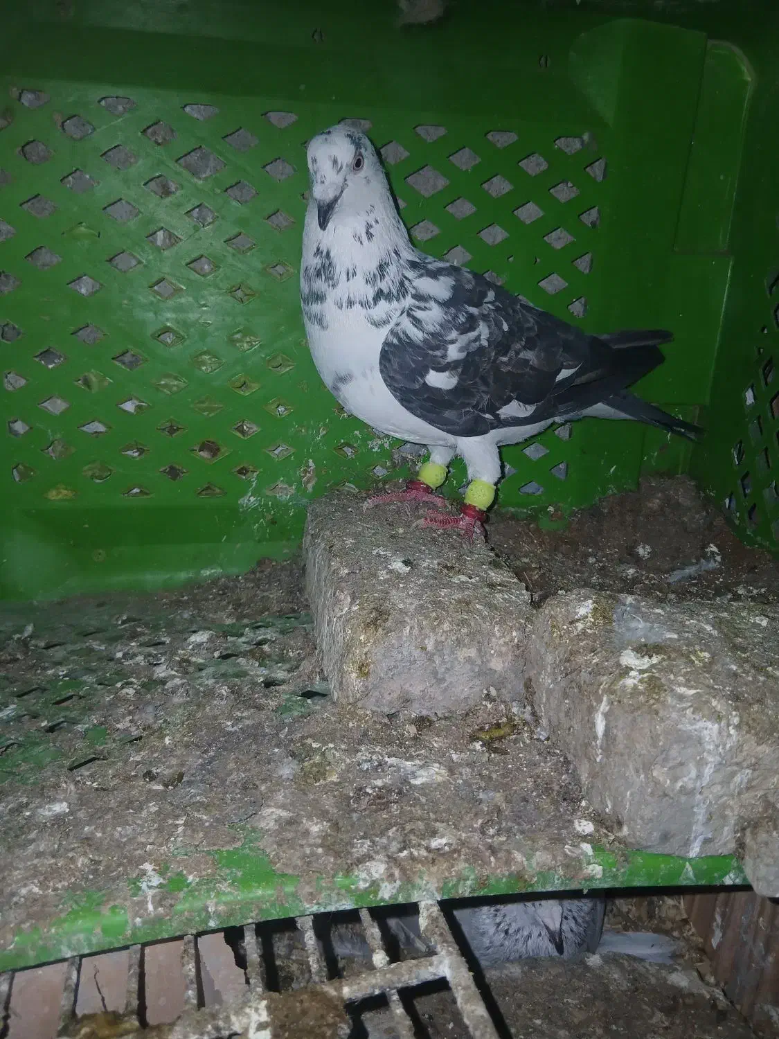 کبوتر|پرنده|گرگان, |دیوار