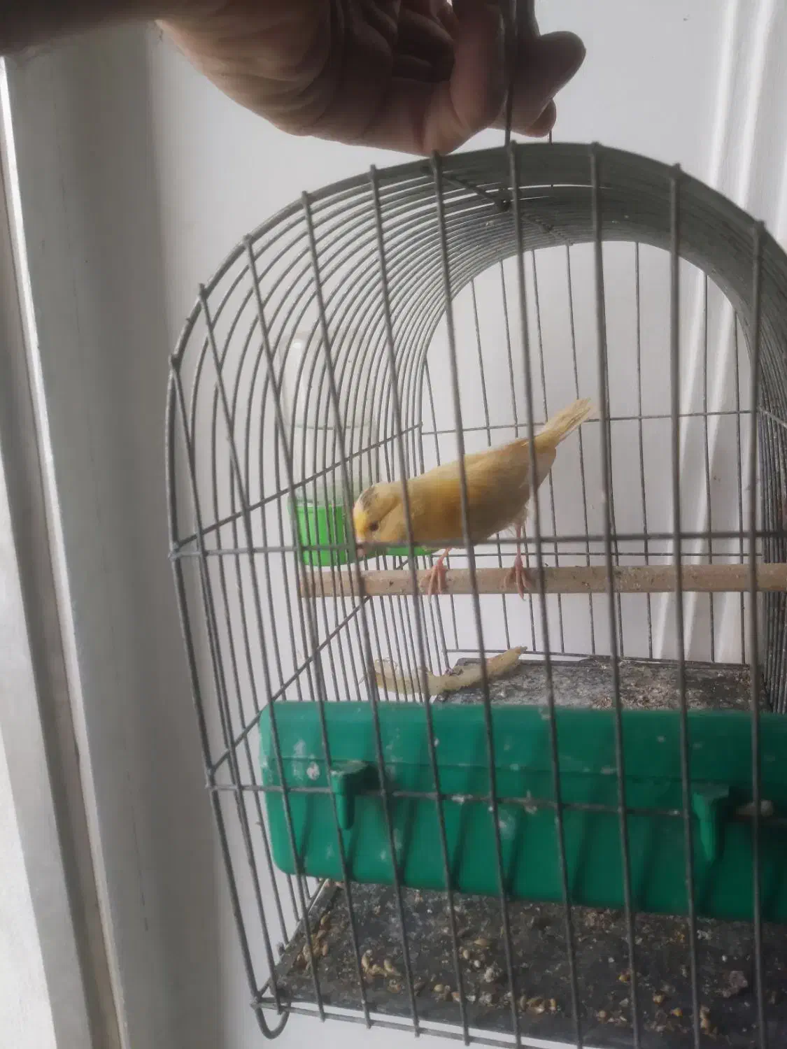 قناری ماده|پرنده|ساری, |دیوار