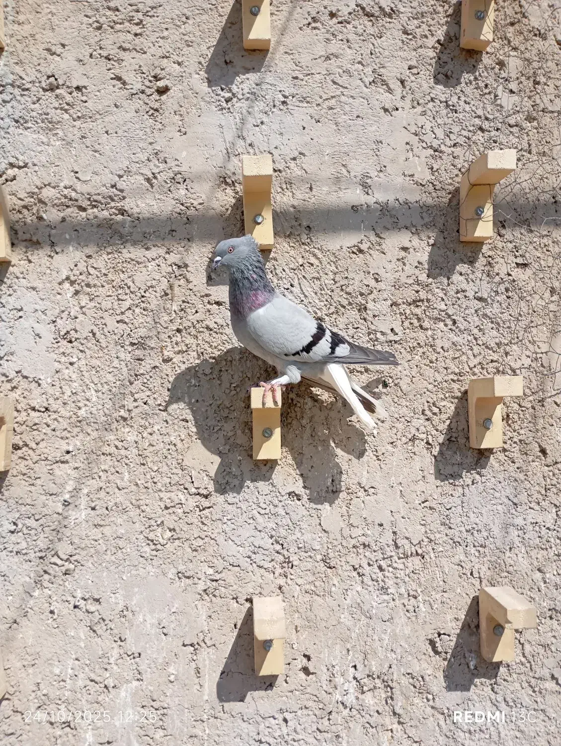 کفتر سینه سیاه و سبز دمسفید|پرنده|مرودشت, پشت سایپا‎|دیوار